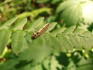 Schmetterlingsraupe sitzt auf Blatt