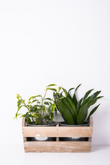 Home green plants in wooden box