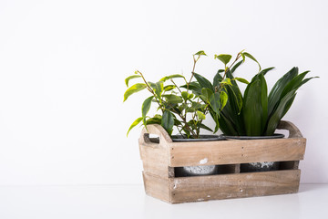 Home green plants in wooden box