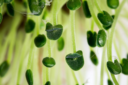 Chia Seeds Sprout Macro