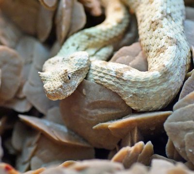 Field's horned viper (Pseudocerastes persicus fieldi)