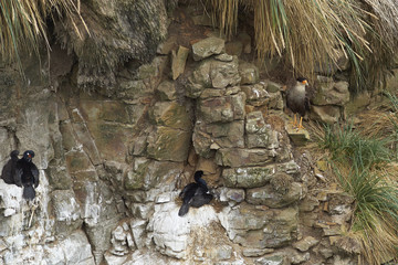Southern Caracara (Caracara plancus) standing a rocky cliff above a colony of nesting Rock Shag (Phalacrocorax magellanicus) with chicks on Bleaker Island in the Falkland Islands
