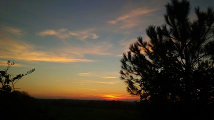tramonto con silhouette di pino