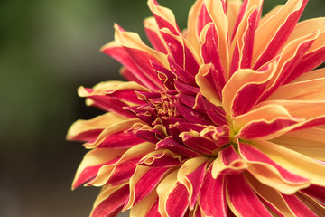 Beautiful and colorful Dahlia blooming in late summer in the pacific northwest.