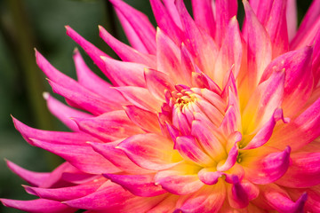 Beautiful and colorful Dahlia blooming in late summer in the pacific northwest.