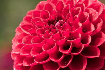 Beautiful and colorful Dahlia blooming in late summer in the pacific northwest.