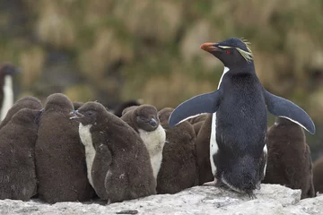 Fotobehang Volwassen Rockhopper Penguin (Eudyptes chrysocome) staande met een grote groep bijna volgroeide kuikens op de kliffen van Bleaker Island op de Falklandeilanden. © JeremyRichards