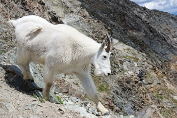 Obraz premium Rocky Mountain Goat