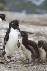 Young Rockhopper Penguin (Eudyptes chrysocome) encouraging an adult to regurgitate food on the cliffs of Bleaker Island in the Falkland Islands.