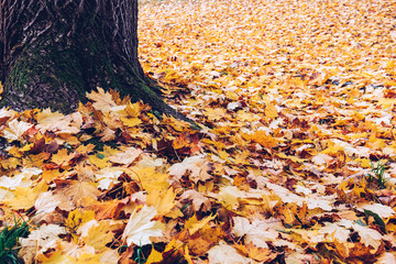Plakat Fallen autumn leaves in the park with vintage look