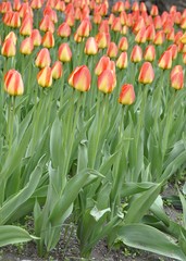 flowerbed filled with dual colored Tulips