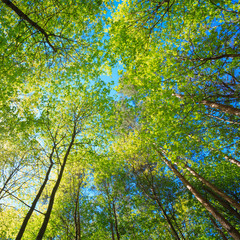 Sunny Canopy Of Tall Trees. Sunlight In Deciduous Forest, Summer