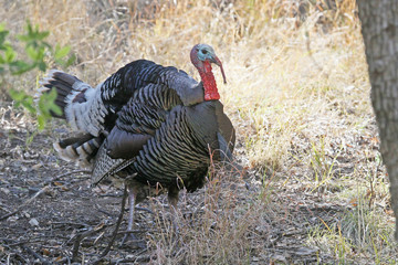 Turkey in Madera Canyon, Arizona