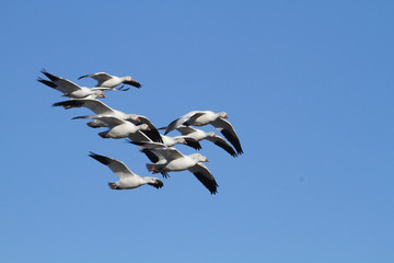 Snow Geese in flight