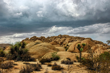 Fototapeta na wymiar Thunderstorm in the Joshua Tree National Park, Mojave Desert, California