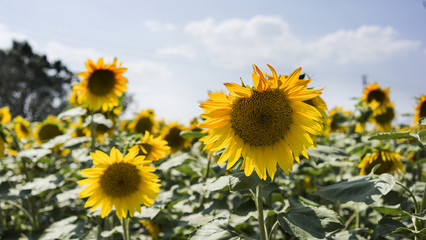 Sunflowers on the field