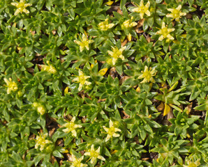 ground cover plant with small yellow flowers close up in the form of a background