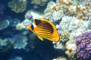 Fototapeta na wymiar Yellow butterfly fish