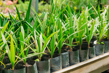 Green Sprouts Of Plant Palm Tree With Leaf, Leaves Growing From Soil In Pot In Greenhouse Or Hothouse.