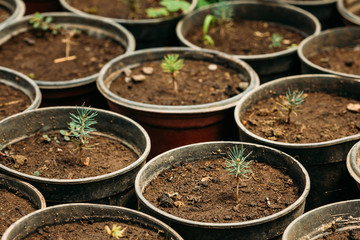 Green Sprouts Of Cedar Tree Plant With Leaf, Leaves Growing From Soil In Pots In Greenhouse Or Hothouse