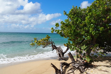 Fototapeta na wymiar Martinique plage de ste Luce