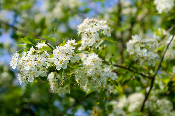 Tree branches with white spring blossoms