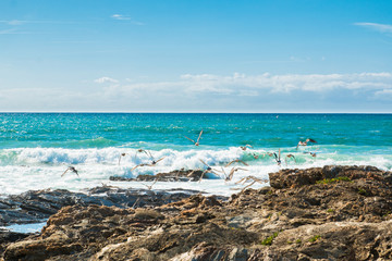 Fototapeta na wymiar Seagulls over the waves of the Ocean on a sunny day