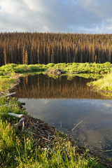 Beaver Pond