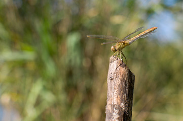 Dragonfly on a stick.