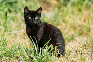 Black Cute Cat Kitten Pussycat Sit In Green Grass Outdoor At Summer Evening.