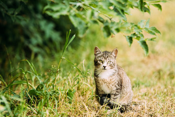 Cute Tabby Gray Cat Kitten Pussycat Play In Grass Outdoor At Summer Evening.