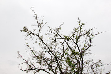 Obraz premium branch of treetop and sky ,white background of treetop