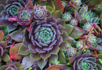 Bright flower Sempervivum tectorum, succulents or crassulaceae with water drops. Closeup photo,...