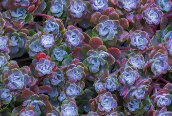 Bright flower Sempervivum tectorum, succulents or crassulaceae with water drops. Closeup photo, selective soft focus. Plants, garden after rain
