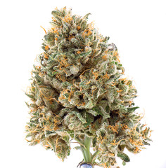 Dried cannabis flower (mangolope strain) isolated over white - 136106788