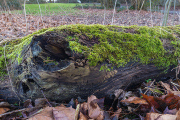 Rotten Log filled with moss and other plants growing