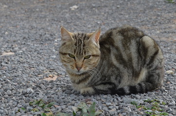 Gato somnoliento durmiendo