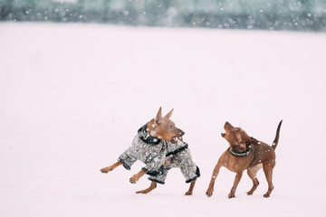 Two Dogs - Brown Miniature Pinscher Pincher Min Pin Playing And Running Together