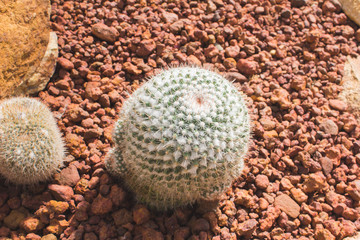 White flower close up cactus in desert (selective focus)