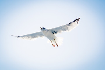 Flying Seagull