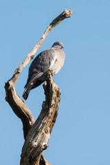 Common Wood Pigeon, Wood Pigeon, Columba palumbus