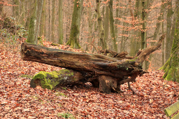 Gefällte Bäume die verrotten