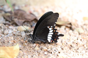 Black butterfly holding on the floor