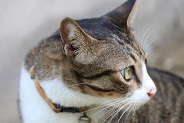 Cute cat lonely not looking at camera