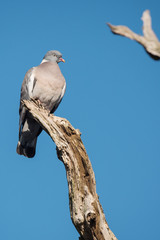 Common Wood Pigeon, Wood Pigeon, Columba palumbus