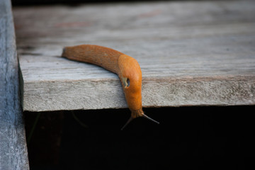 curious slug