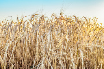 Fototapeta na wymiar Ripe rye ears close up in a sunny field. Agricultural background.