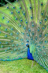 Obraz premium Beautiful peacock in the garden
