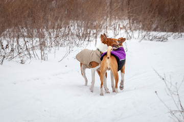 Basenji dog walking in winter forest