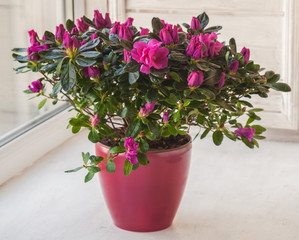 Pink azalea in a red  pot